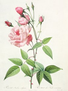 Rosa Indica Vulgaris, engraved by Bessin, from 